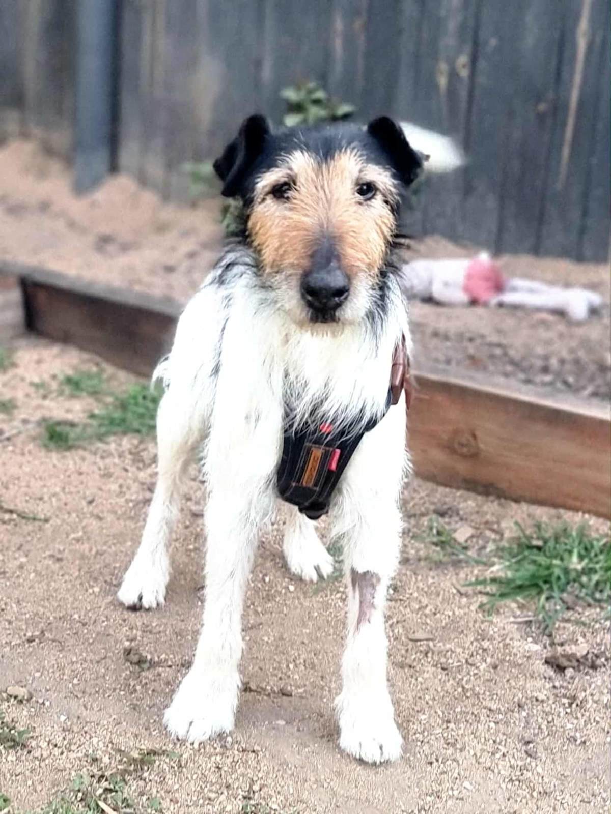 Gumtree Australia Basenji Gumtree Havanese Dogs And Puppies For Sale