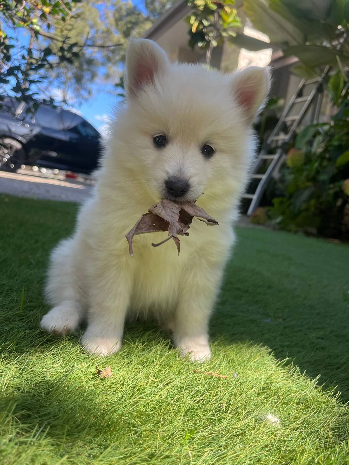 Pomeranian Husky Mix Registered Pomsky Breeders Pomsky Puppies