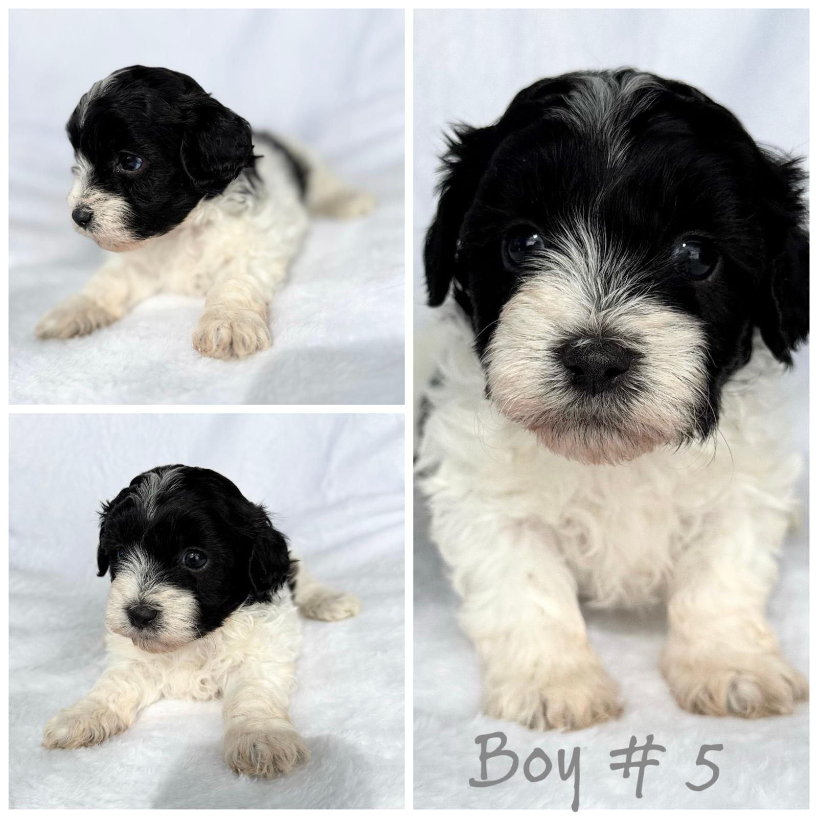 Dog Breeds Toy Poodle X Shih Tzu Black And White Cross Between A