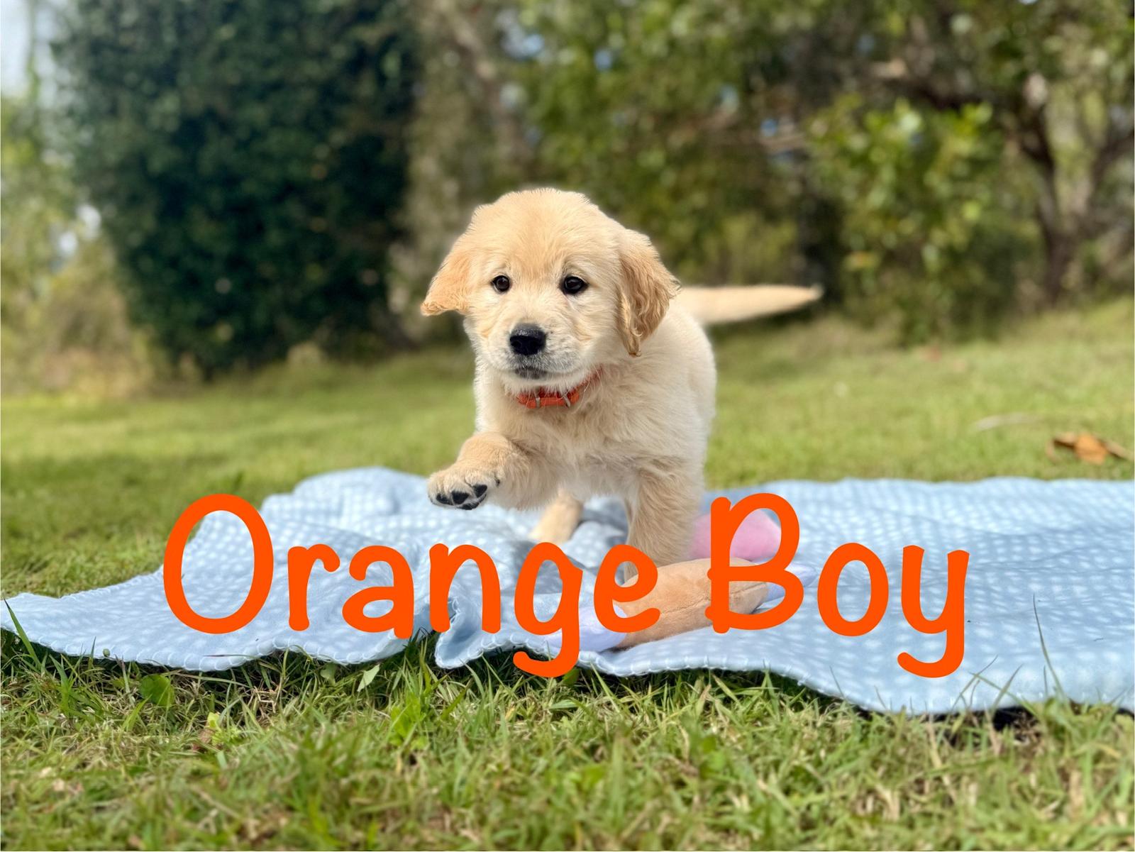 Golden Retriever Puppies Sunshine Puppies Ready Tuesday Purebred