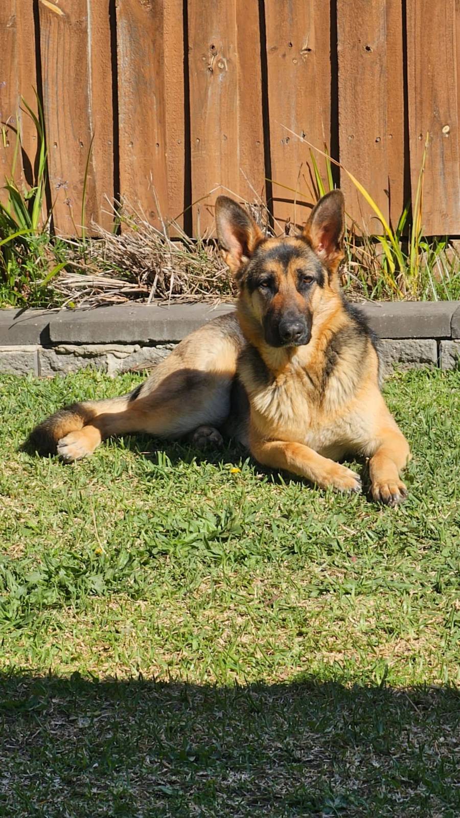 German Sherpherd Purebred Dogs Puppies Gumtree Australia