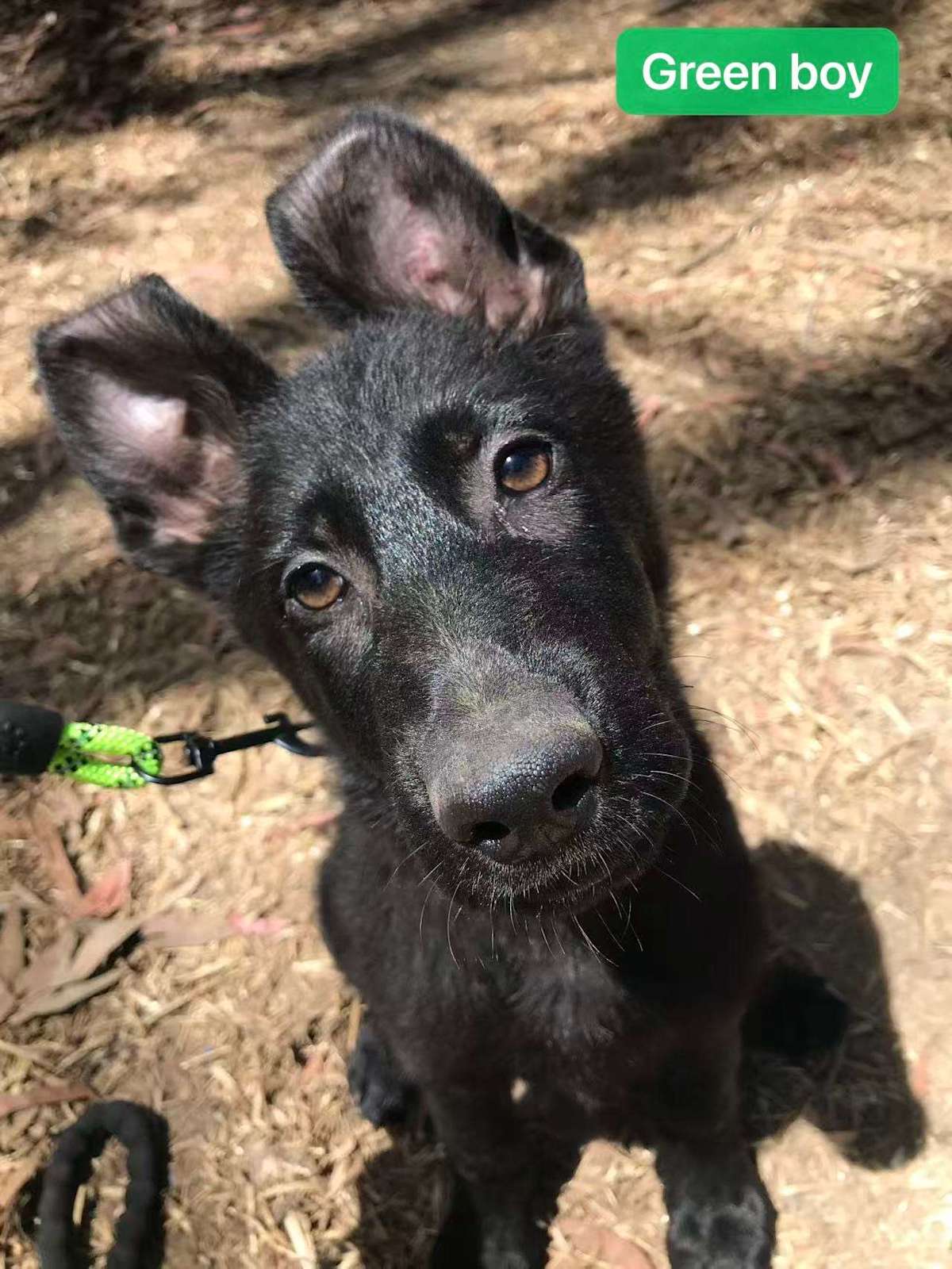 Purebred Black German Shepherd pups Working line Gumtree