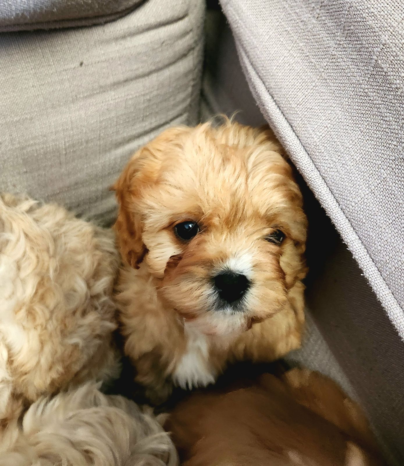 Generation Cavoodle What Is A Cavoodle Dog Apricot 1st Generation