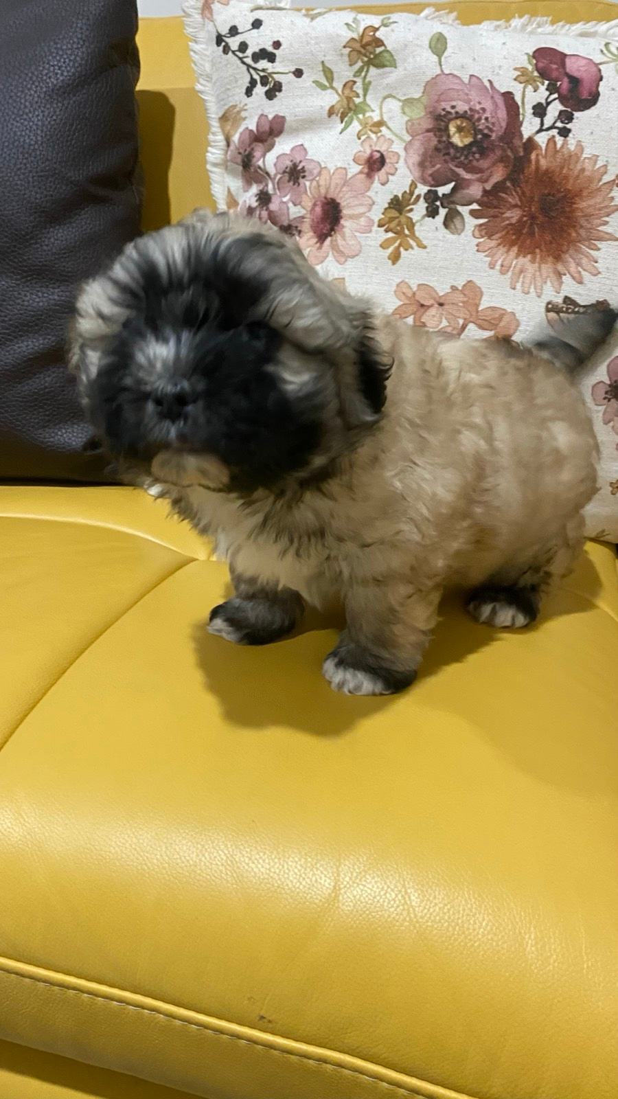 Maltese Puppies Maltese Shih Tzu Gumtree Maltese She Poo Puppies