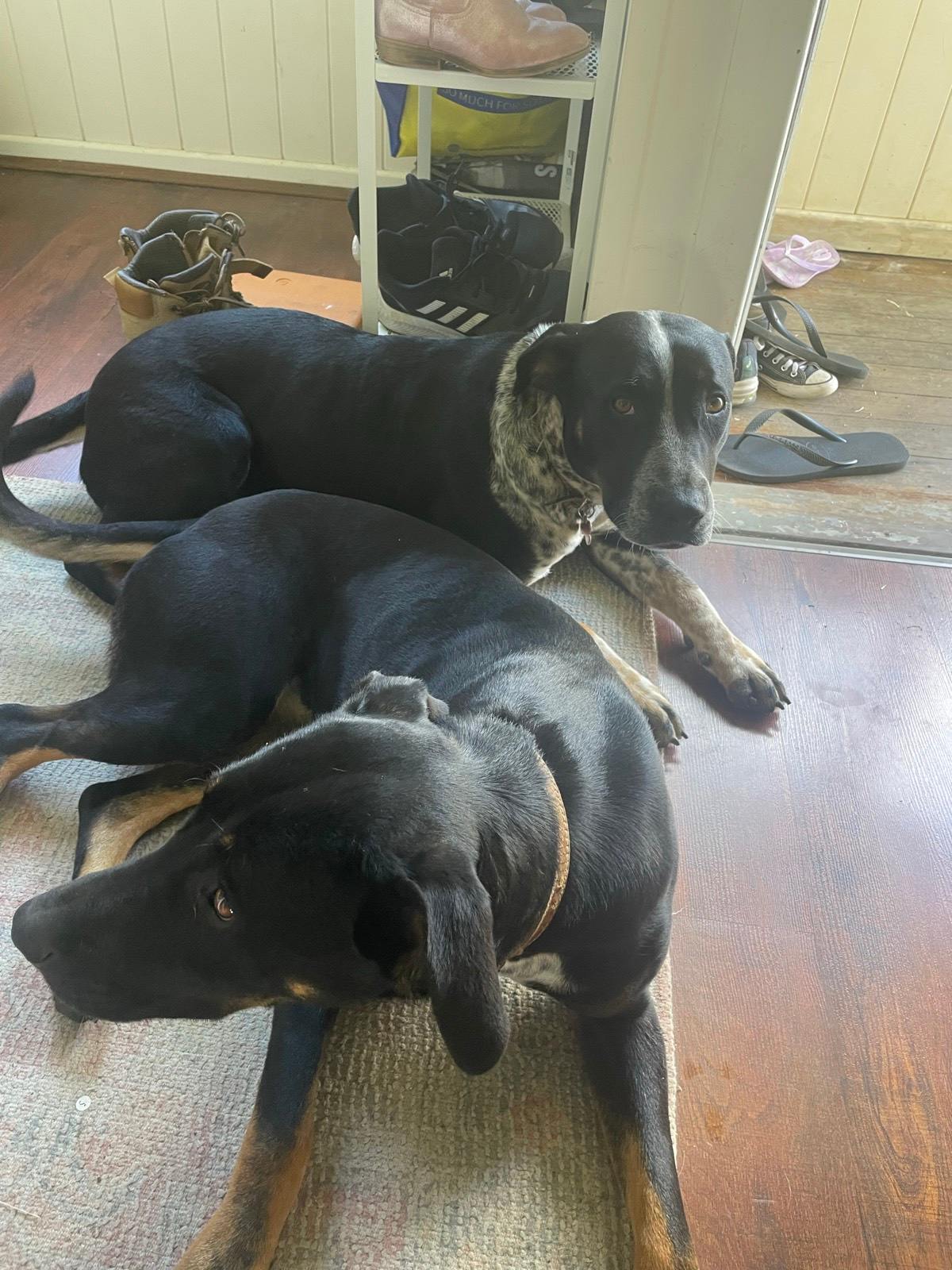 Female Bull Arab Greyhound X Bull Arab 2025 - Main Image