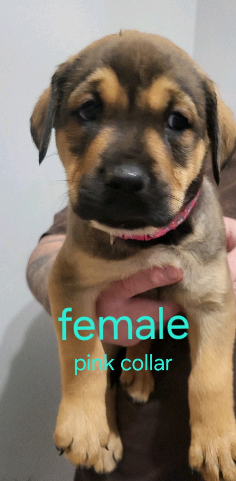 Dog Breeds English Mastiff Rottweiler Mix Puppies Rottweiler Dog