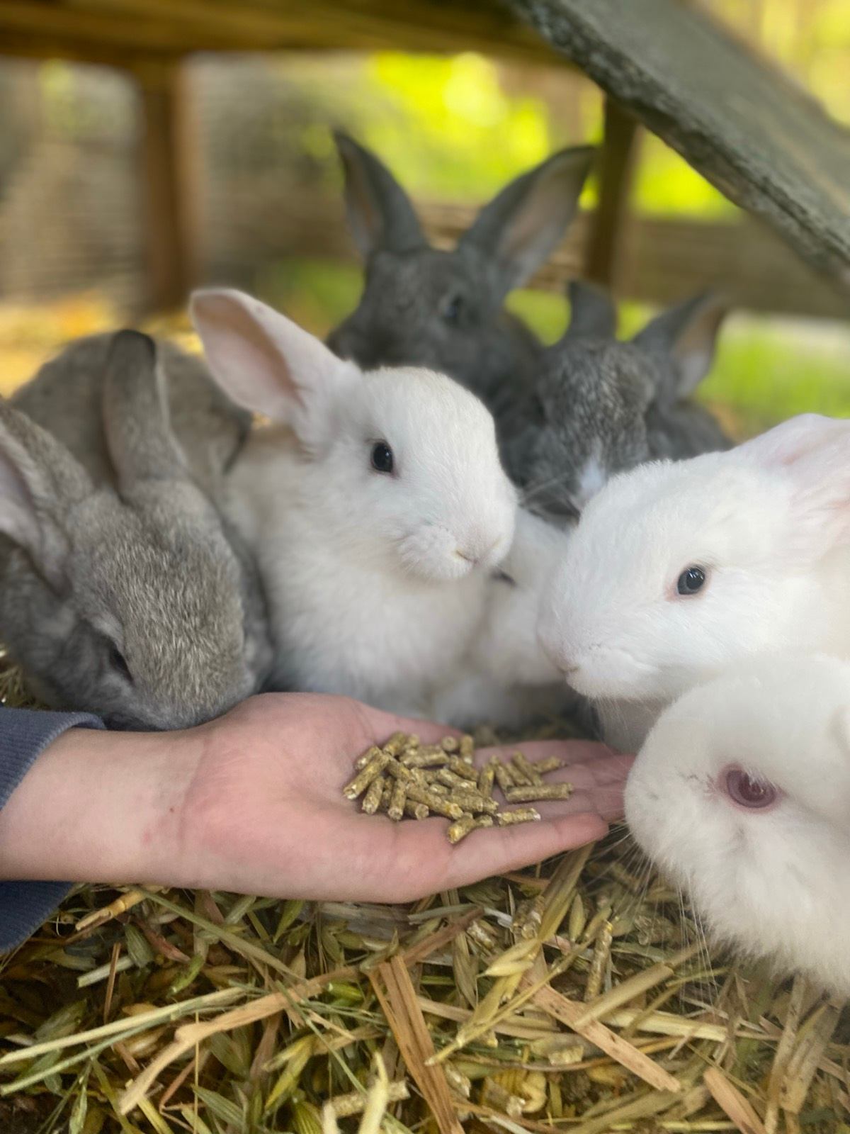 New Zealand Flemish Giants Rabbits Gumtree Australia Armadale
