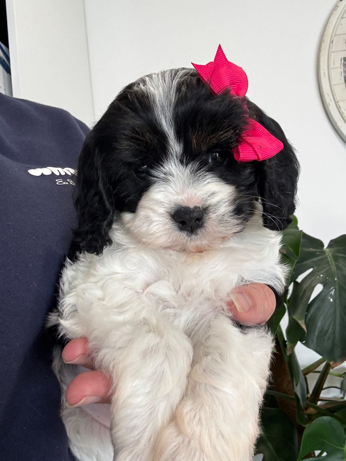 Spaniel Straight Coat Cavoodle Lucky Last Female! Toy Cavoodle