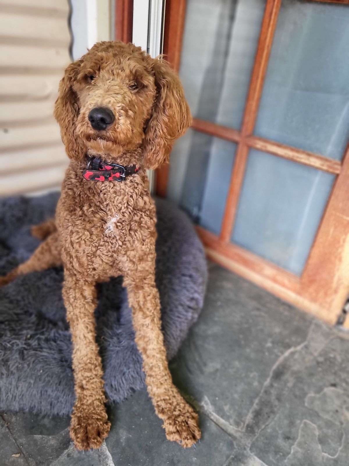 Red Groodle Dog Groodle Cost Grown Up Miniature Groodle Puppies