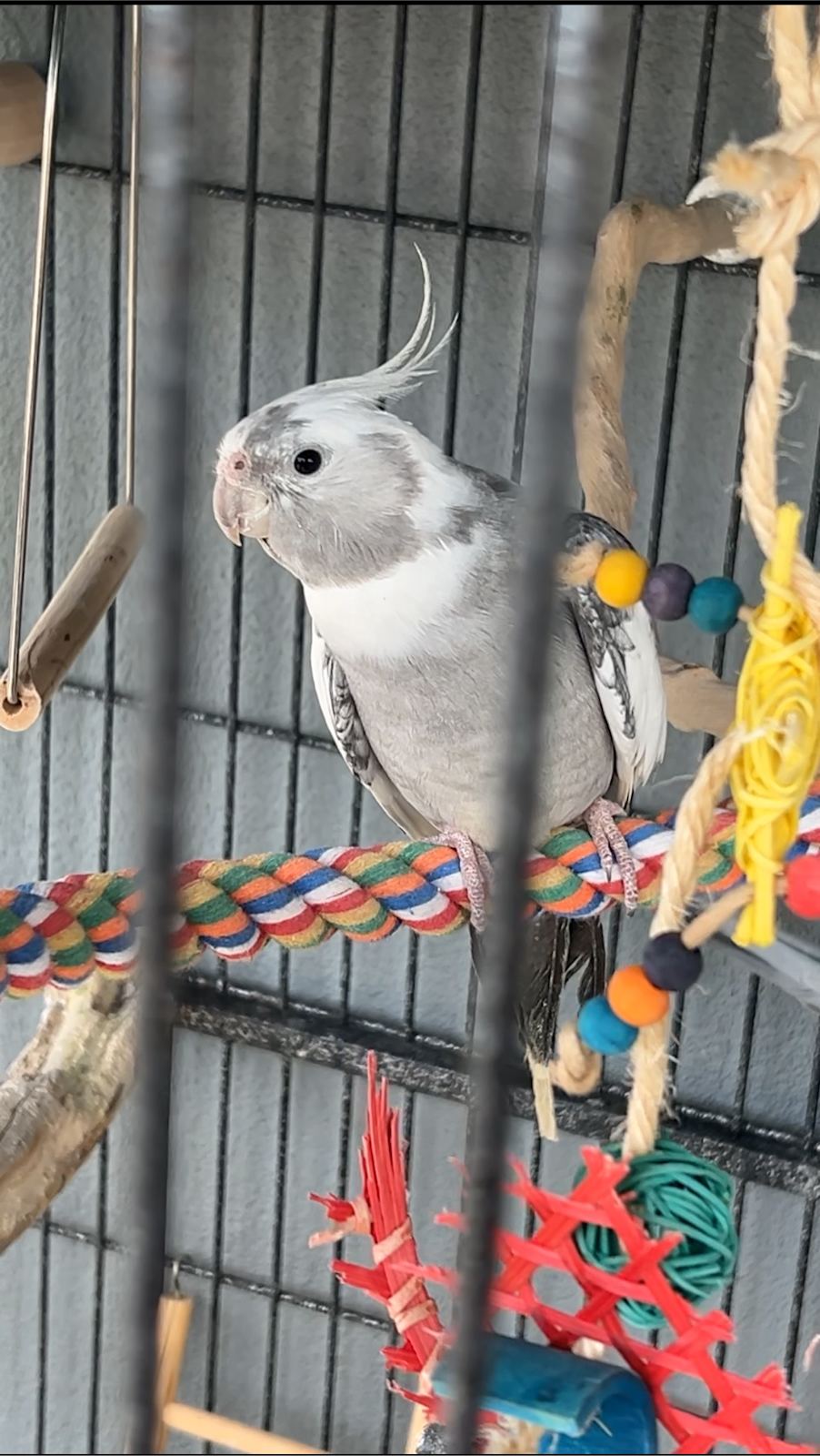 Cockatiel Birds Grey Cockatiel For Sale Patchless Cockatiel Sales