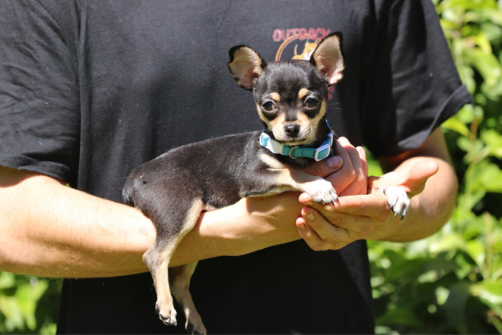 Black And Tan Chihuahua Old Chihuahua Black And Tan Stock Photo