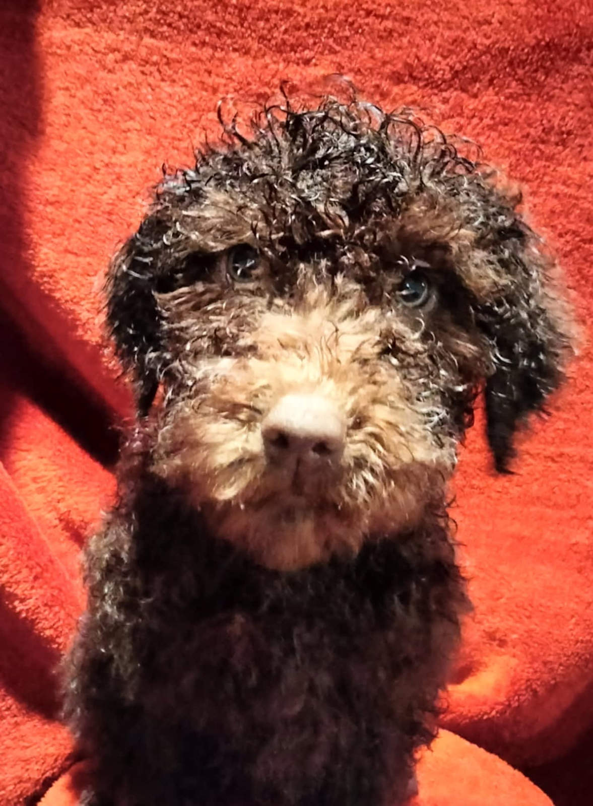 Poodle Multigenerational Labradoodle Puppies For Sale Near Me