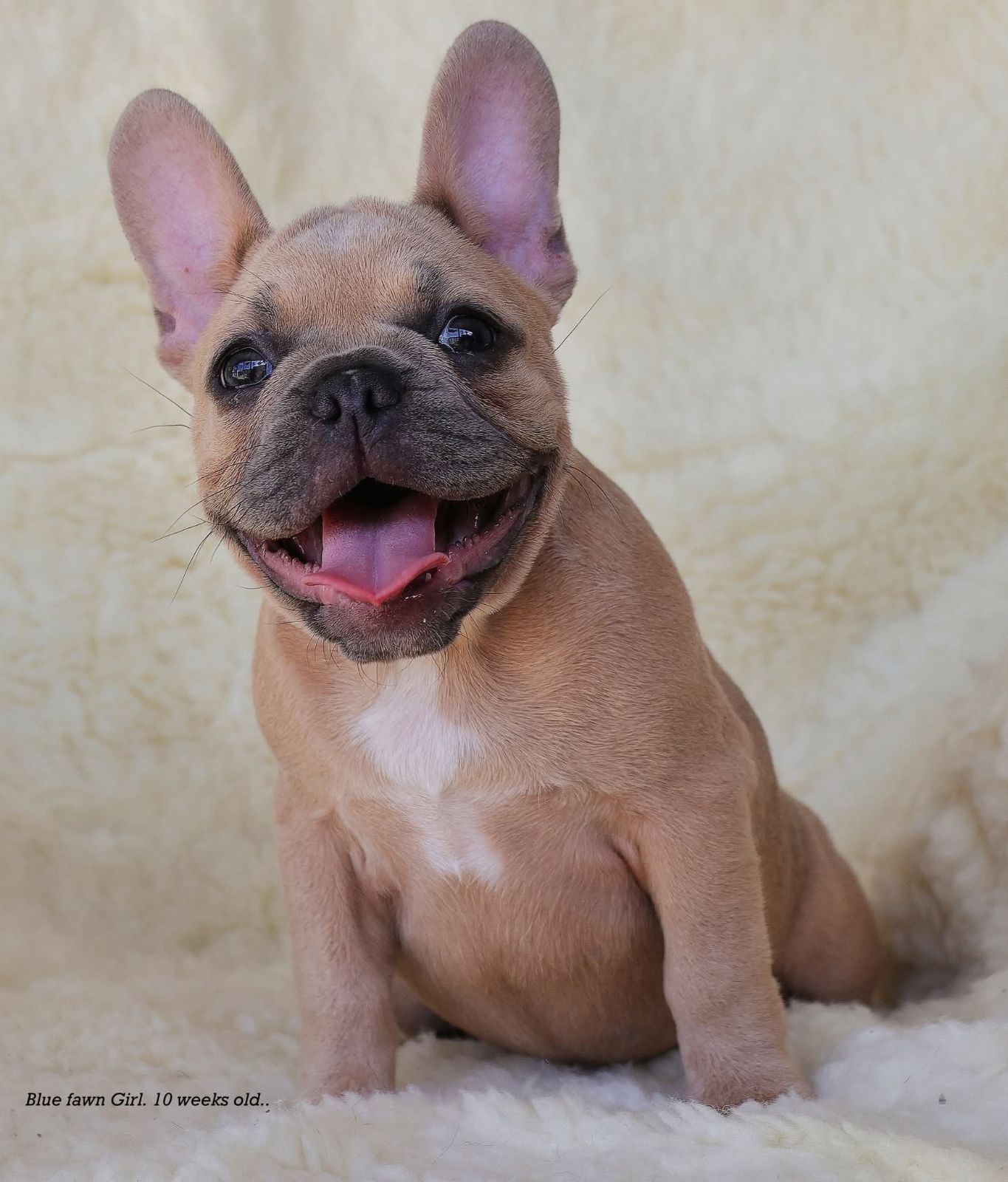 French Bulldogs Dogs Puppies Gumtree Australia Central West