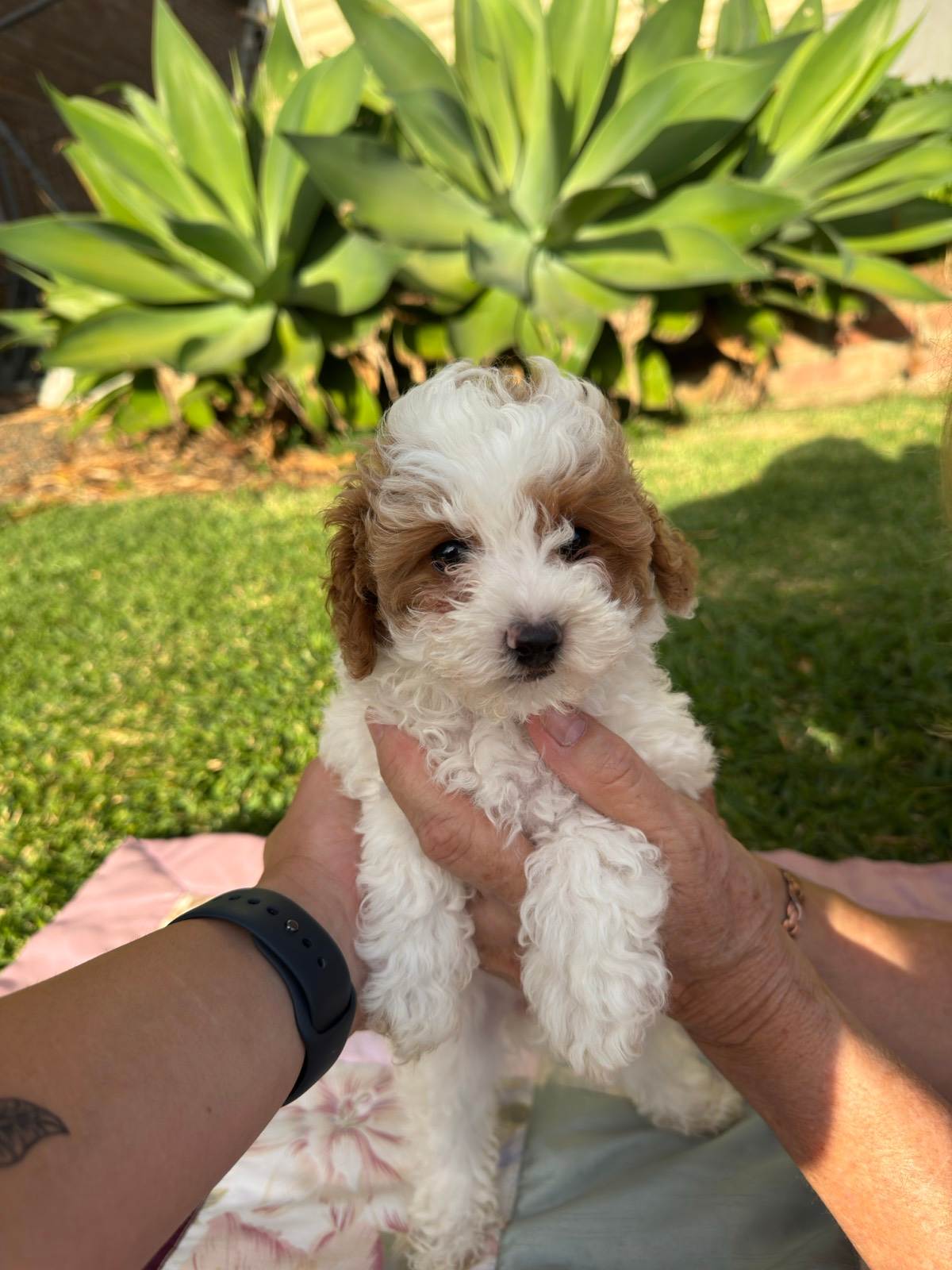 Toy Cavoodle puppies Dogs Puppies Gumtree Australia Port