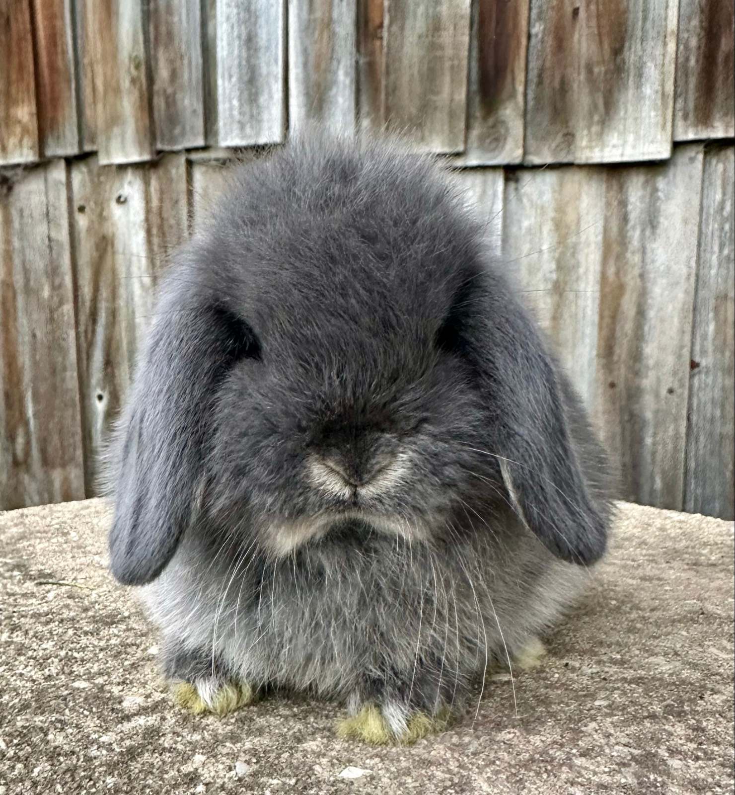 Gumtree Purebred Mini Lop Rabbits Purebred Mini Lops Rabbits