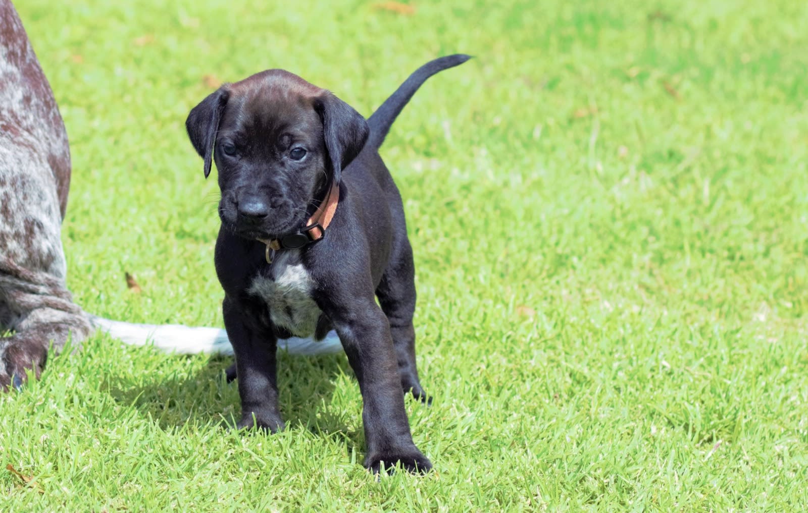 Plott Hound Welsh Corgi Mix Mix Puppies Corgi Beagle Basset Hound