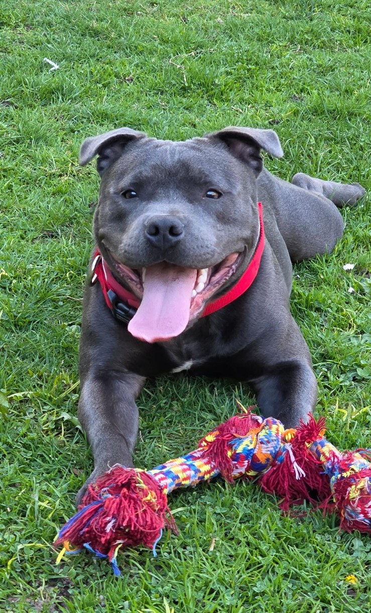 Pets Gumtree Blue Staffy Pups Grey Staffy Dog Ace Blue Staffy