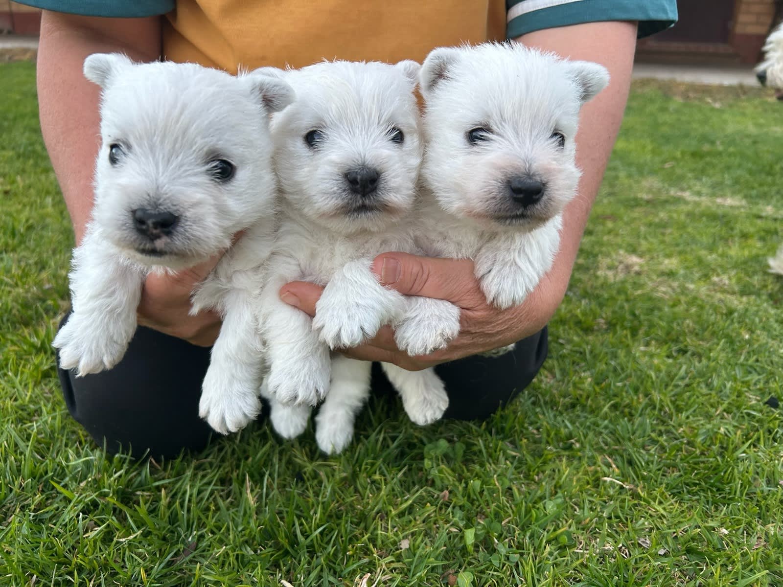 Highland White Terrier West Highland Terrier Gumtree West Highland