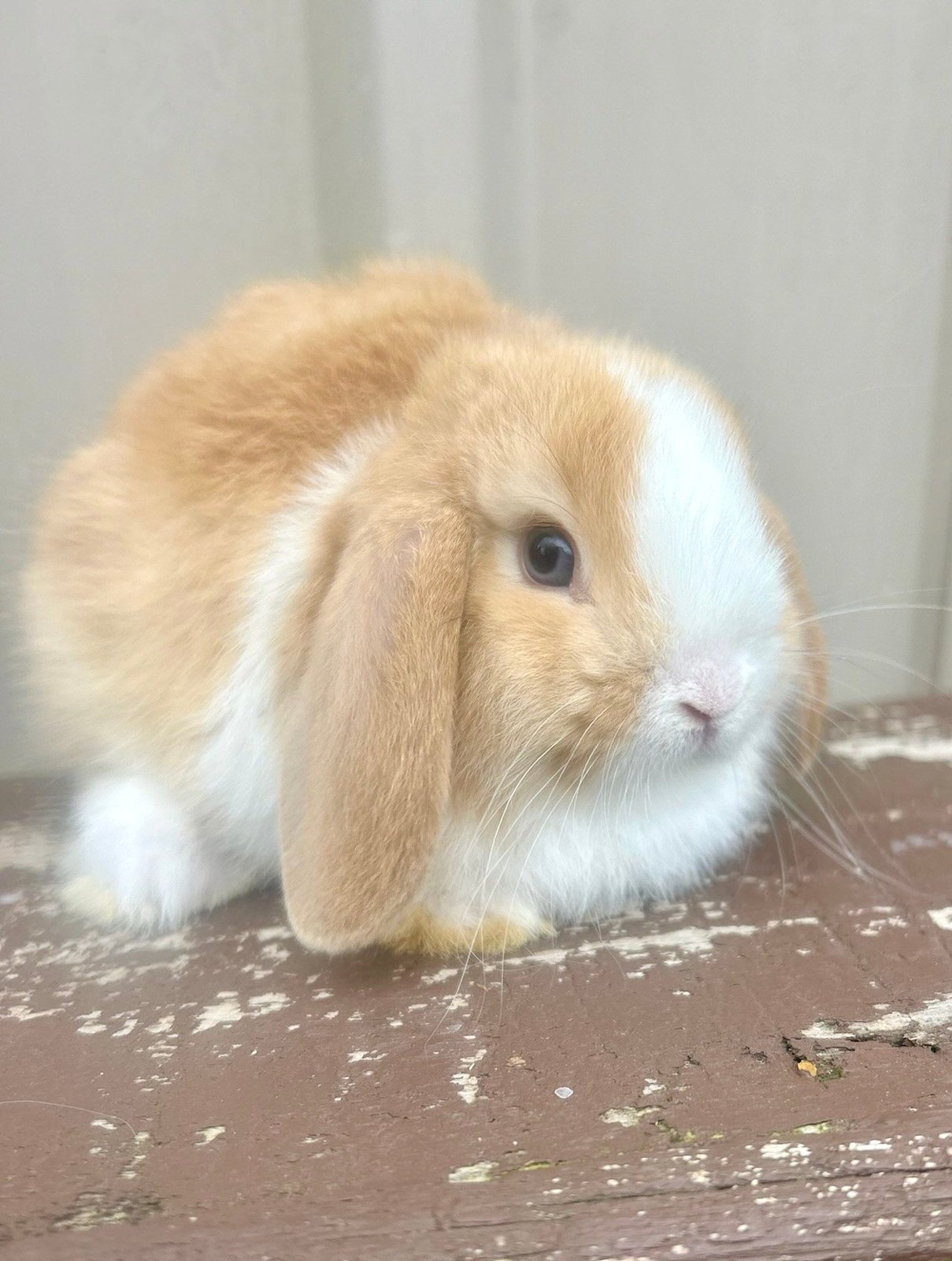 Pure Breed Mini Lop Rabbitts Rabbits Gumtree Australia Penrith