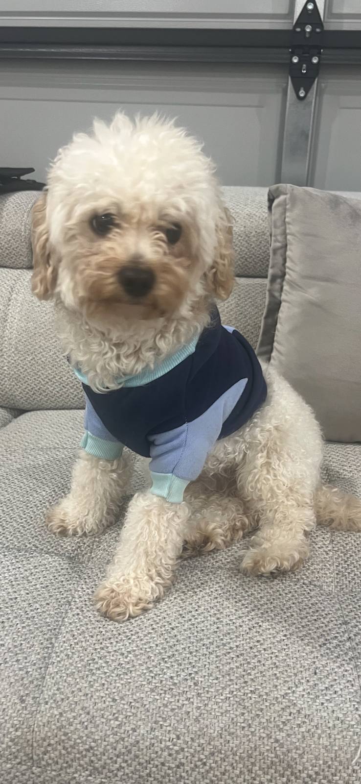 Moodle dog for sale Dogs Puppies Gumtree Australia Hume