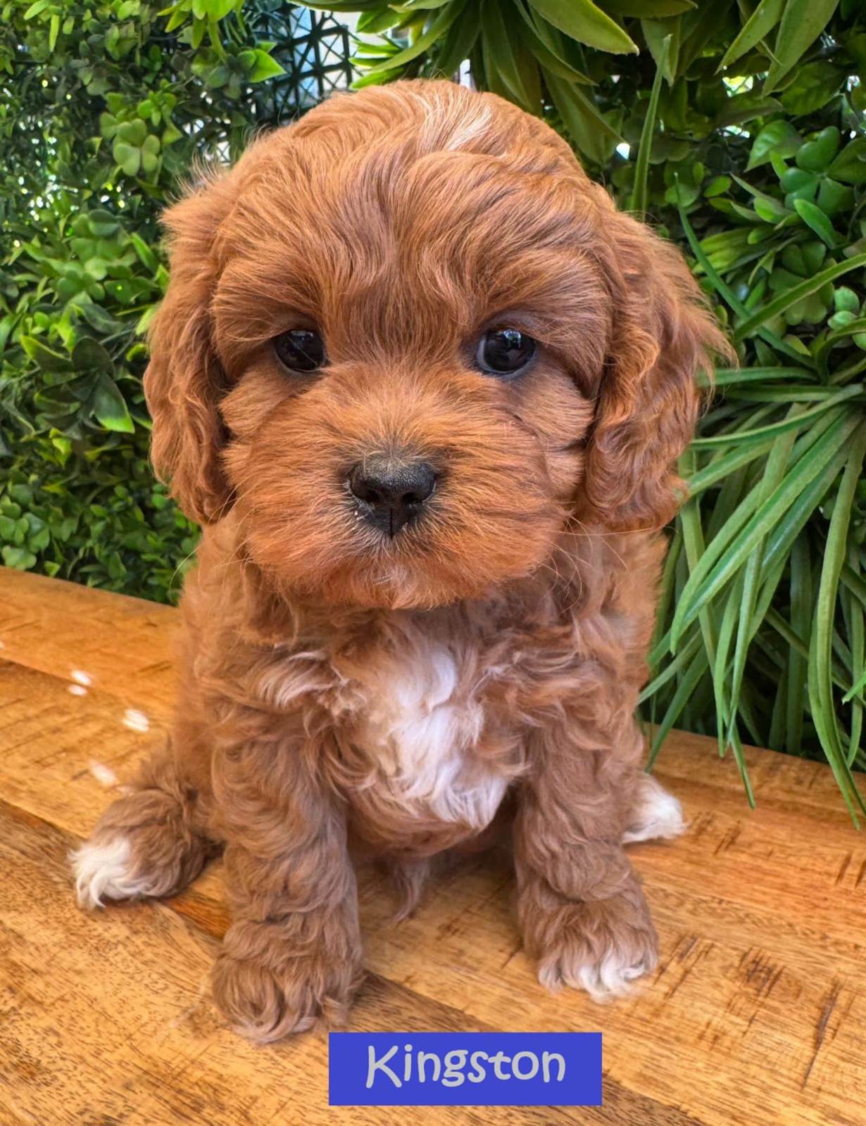Toy Cavoodles 2nd Generation Cavoodle Puppies For Sale Amazing 1st