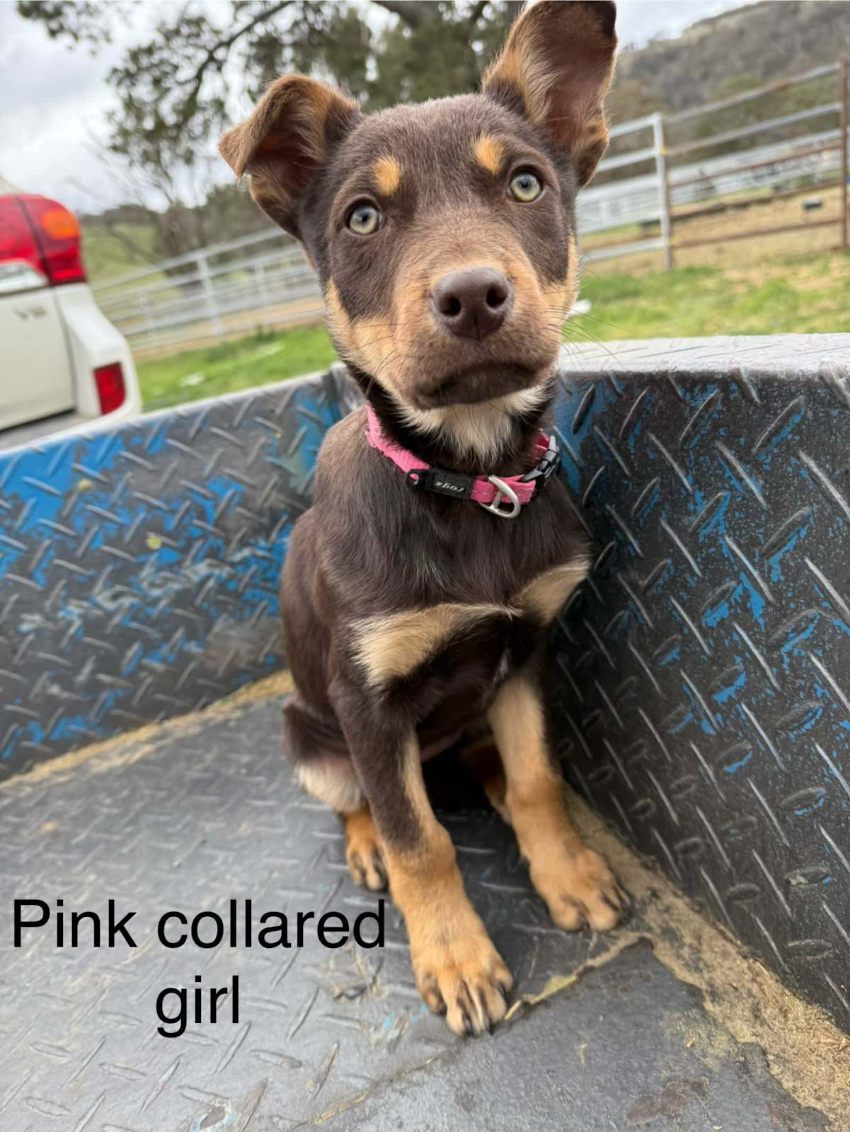 Purebred kelpie puppies Gumtree Australia Queanbeyan Area