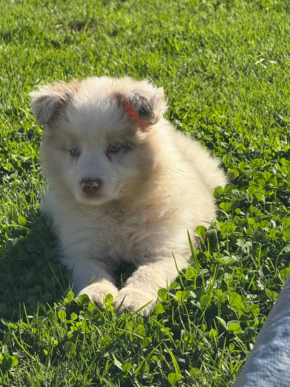 Blue Eyes Sable Collie Puppies For Sale Female Collie Blue Merle