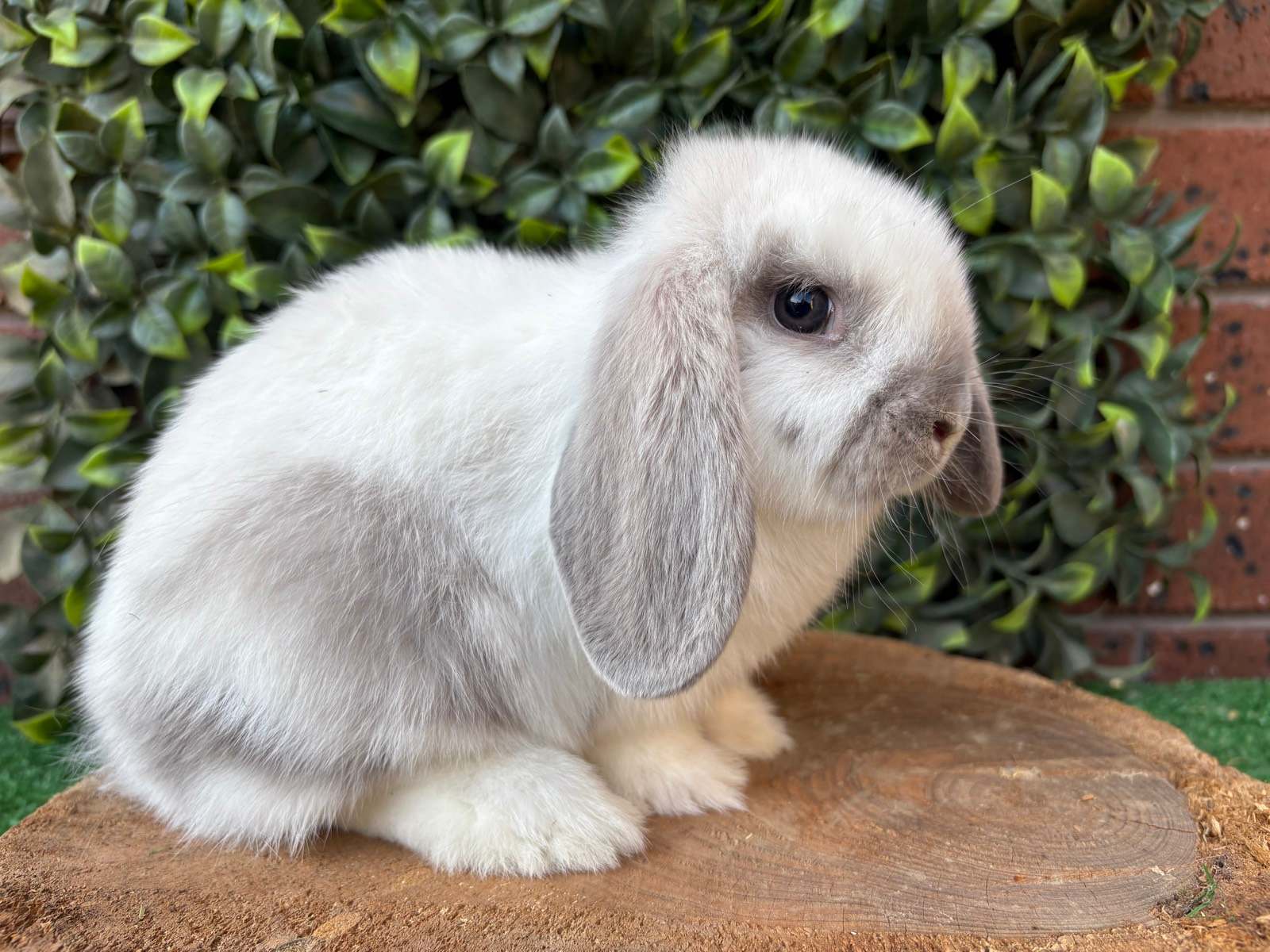 Bunny Mini Lop Cross Netherland Dwarf Pure Bred Mini Lops And