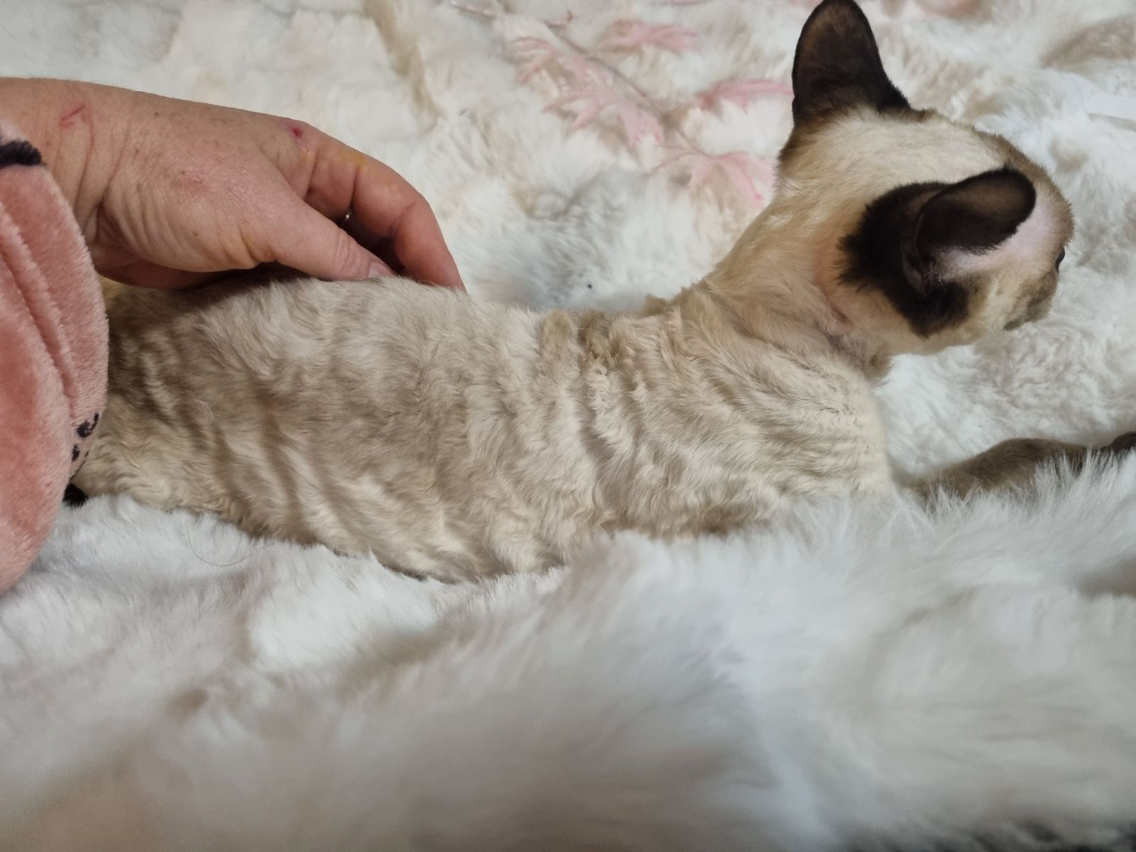 Gumtree Australia Gumtree Lost Pets Loving Home Sought For Family