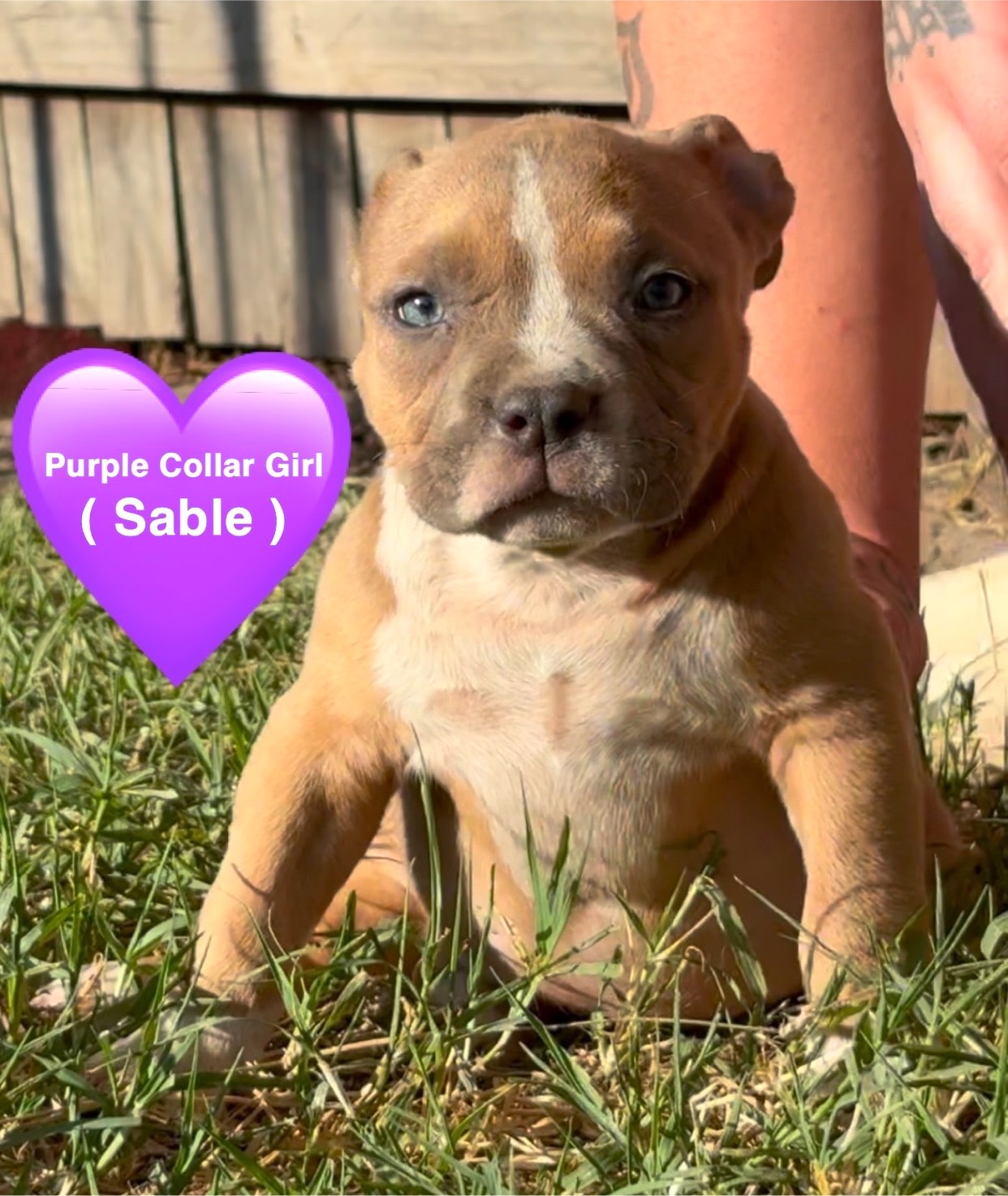 🦍⚜️American Pocket Bullies⚜️🦍 Dogs Puppies Gumtree