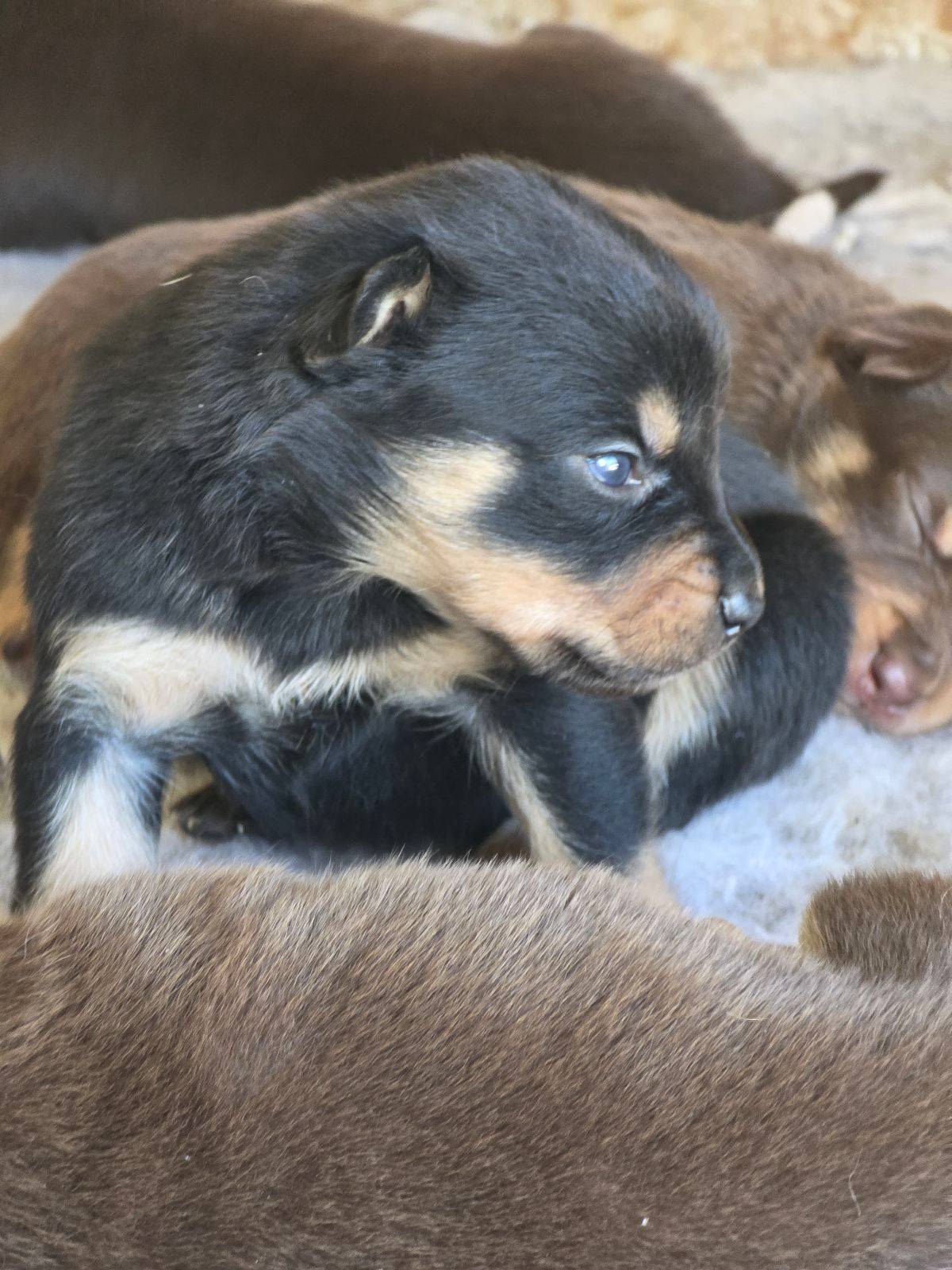 Week Old Kelpie Silver Kelpie Pups For Sale Discount