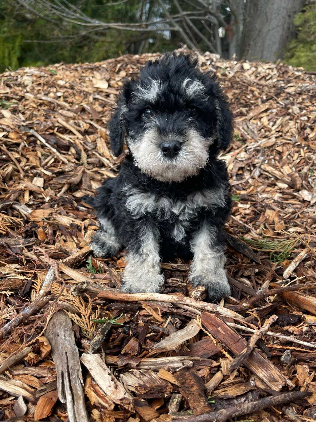 Miniature Poodle Schnoodle Puppies Near Me Apricot Toy Schnoodle