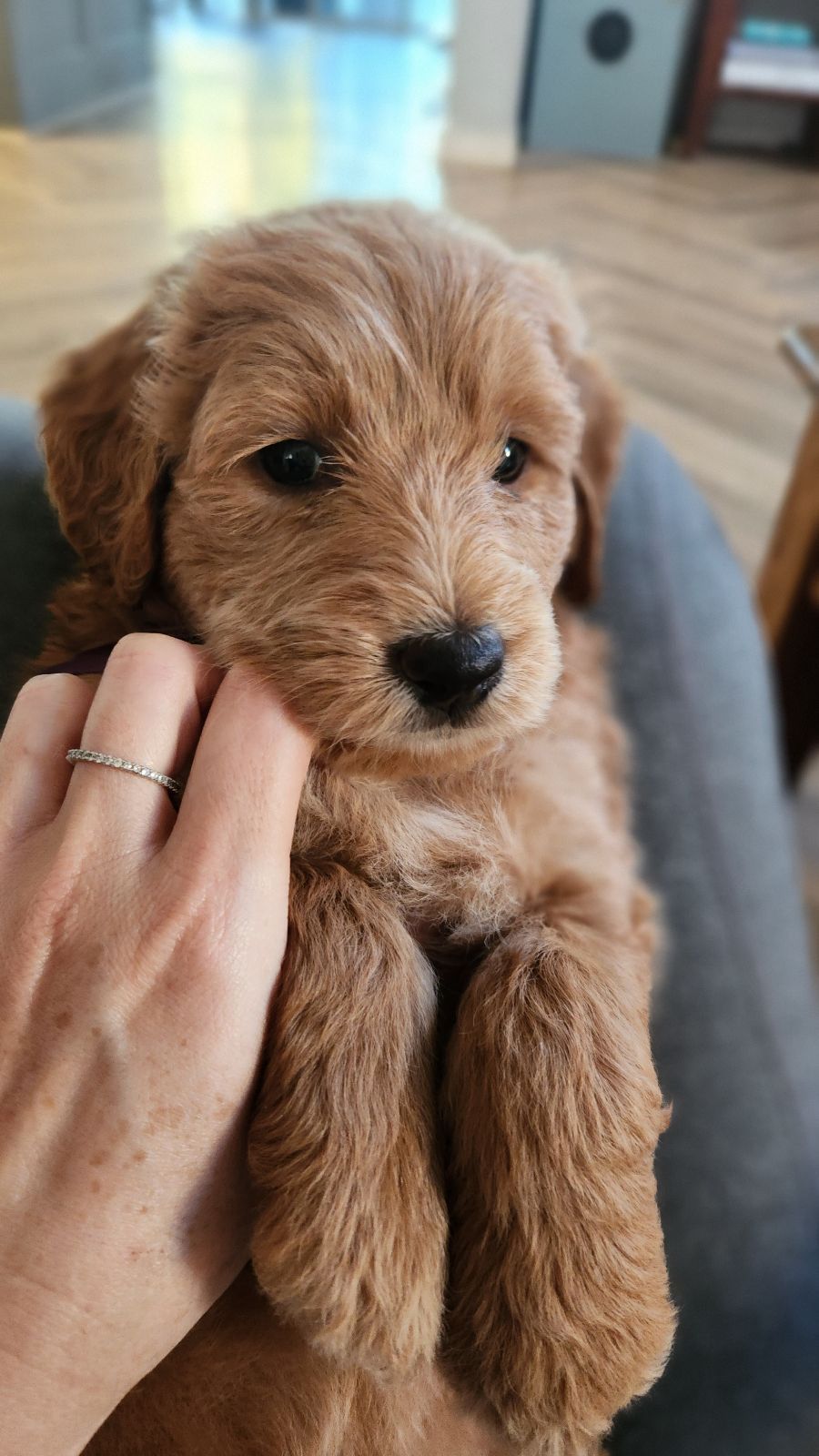 Goldendoodle German Shepadoodle For Sale Shepadoodle Dog