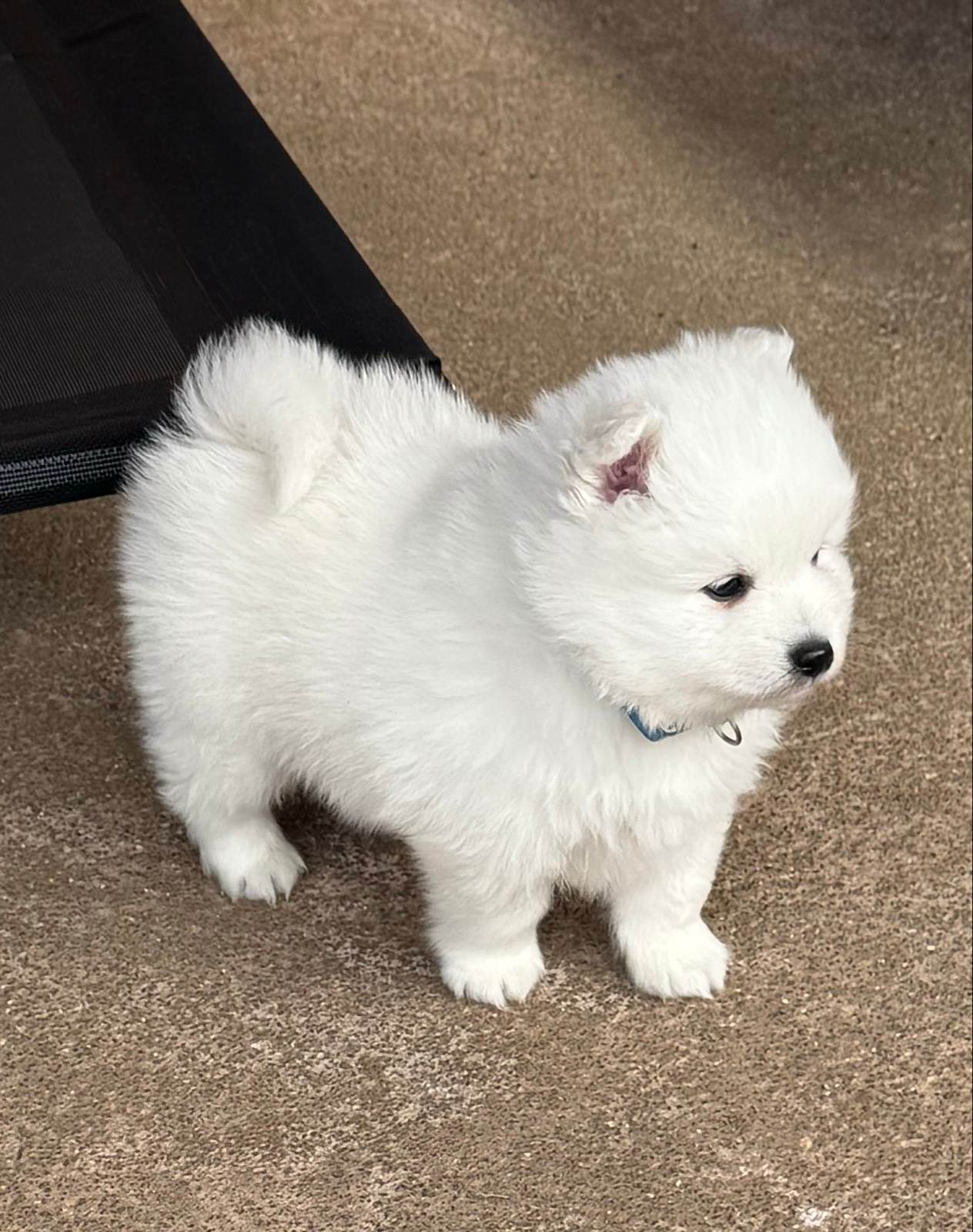 Japanese spitz puppies Dogs Puppies Gumtree Australia