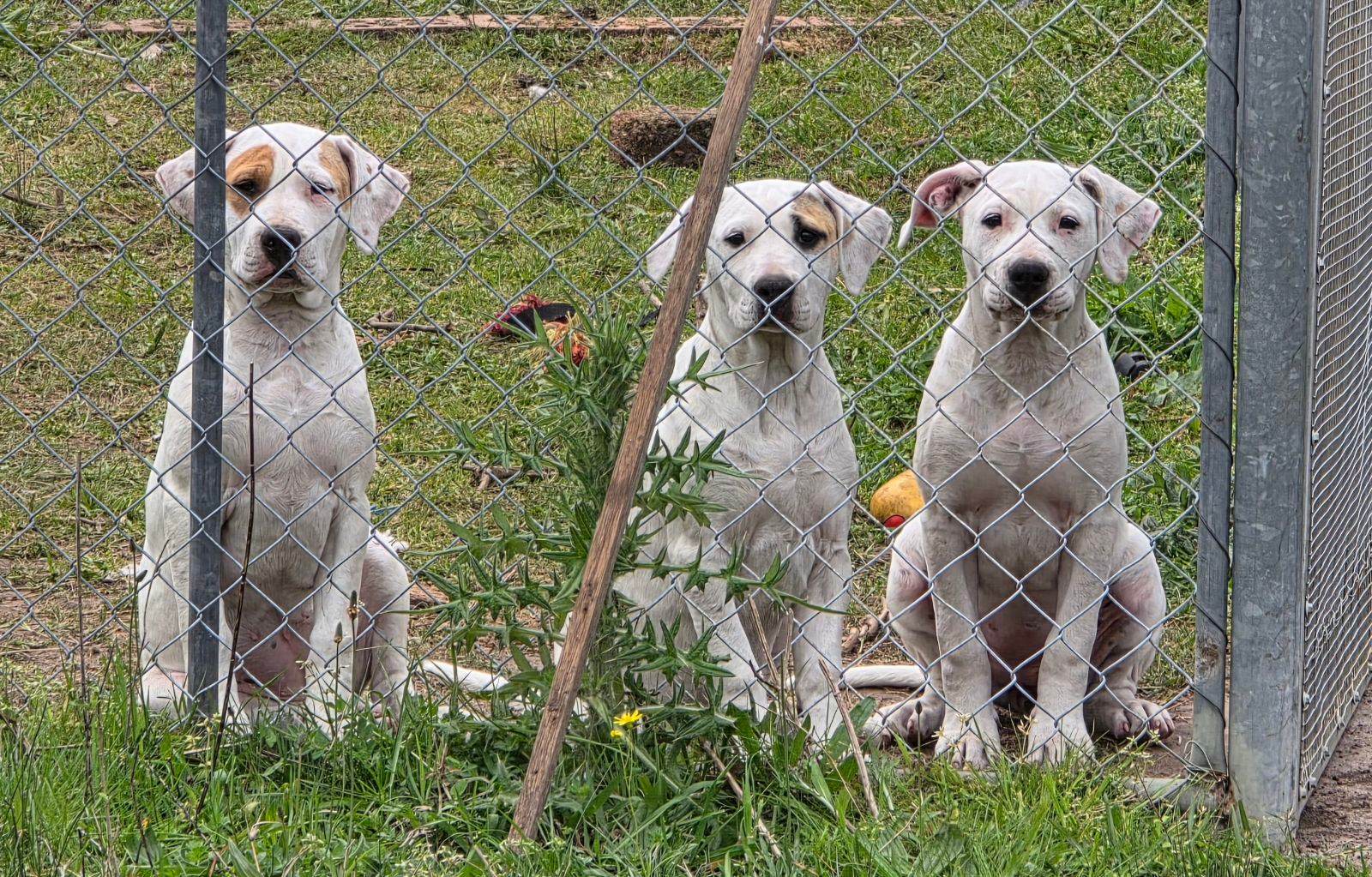 Mastiff x Dane x Bull arab puppies Dogs Puppies Gumtree