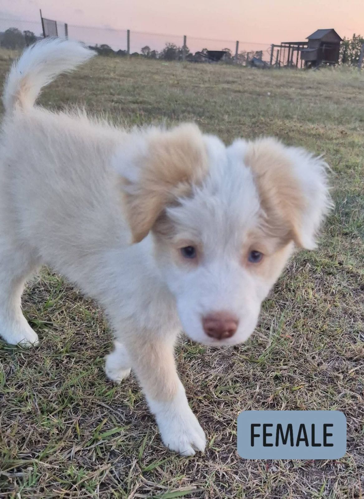Tan Tri Border Collie Puppies Border Collie Puppies Dogs Puppies