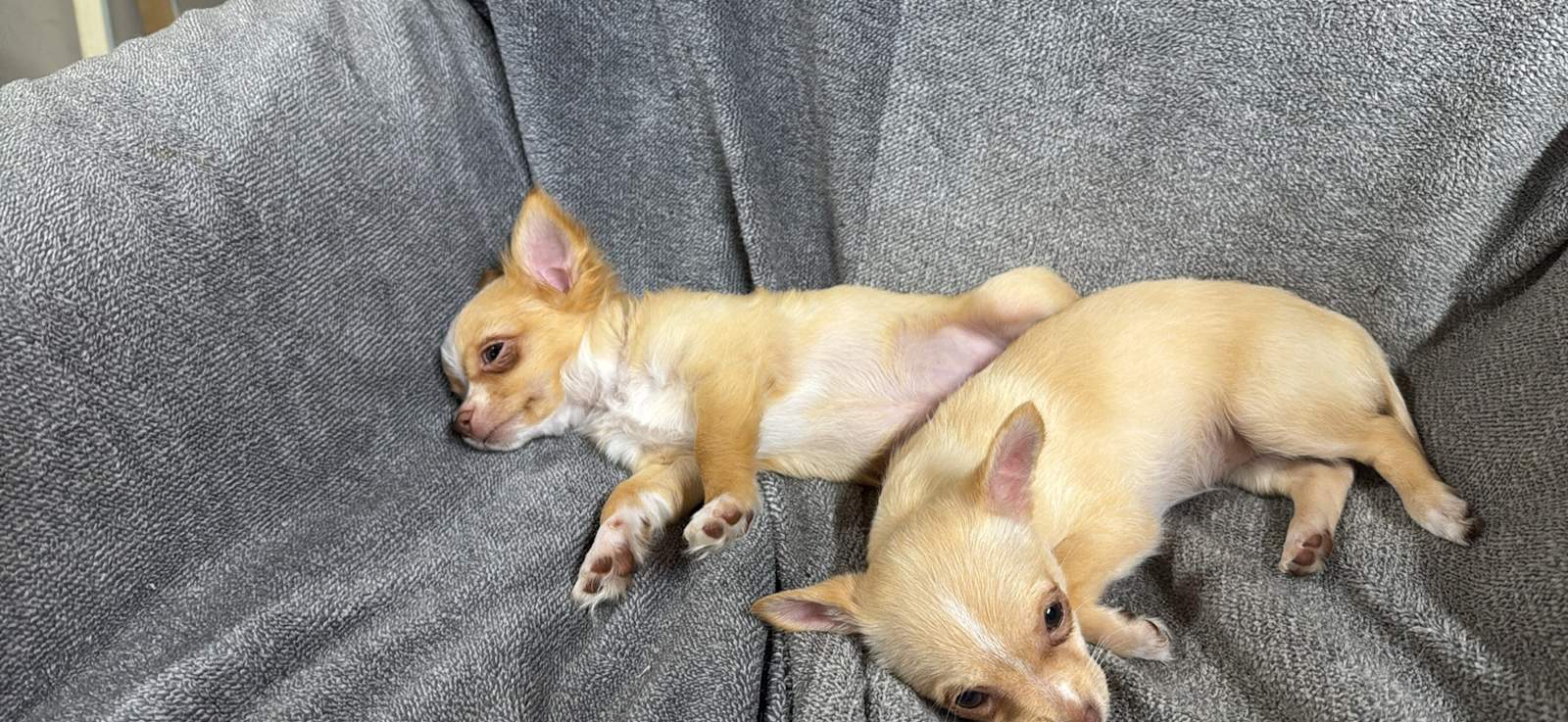 Gumtree Australia Gumtree Chihuahua Dogs For Sale Animal Gumtree - Main Image