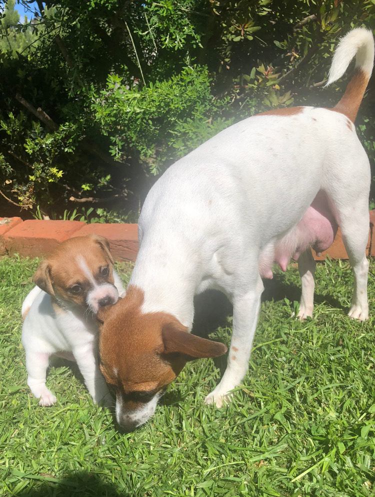Foxhound Dog English Foxhound Lab Mix 2+ Thousand Foxhound Puppy