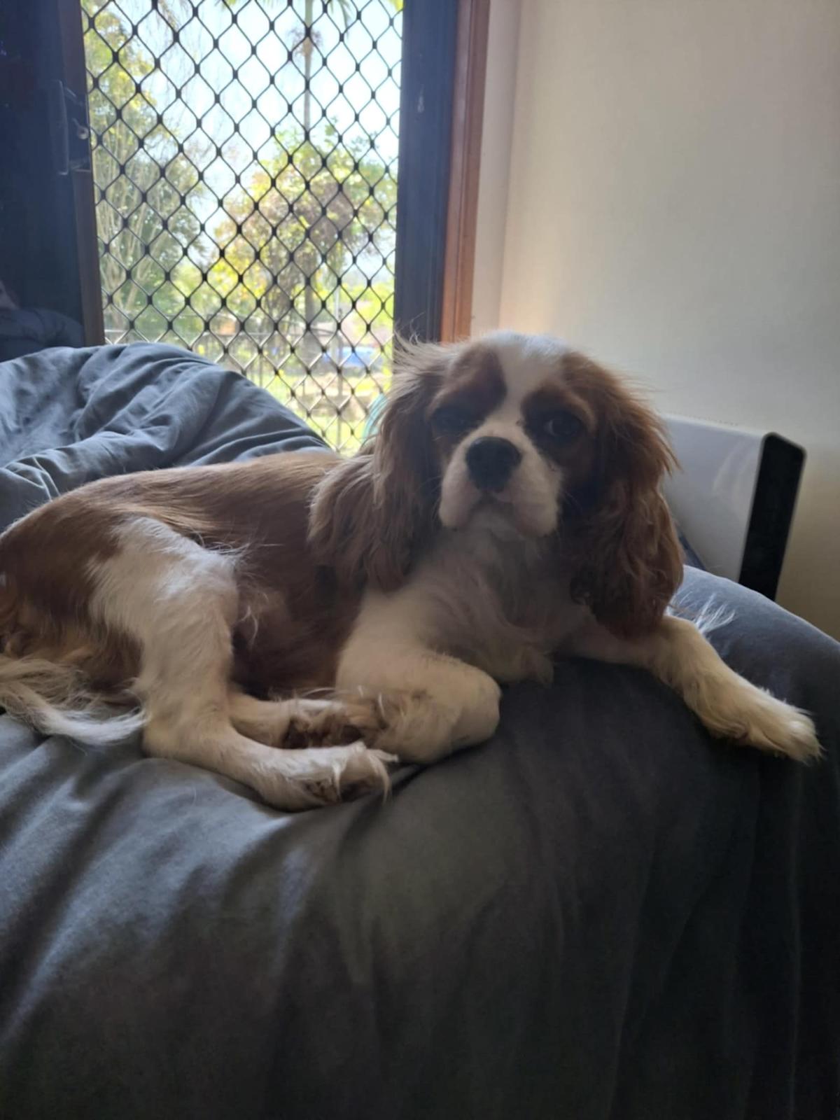 12 Weeks 11 Year Old Cavalier King Charles Spaniel Cavalier King