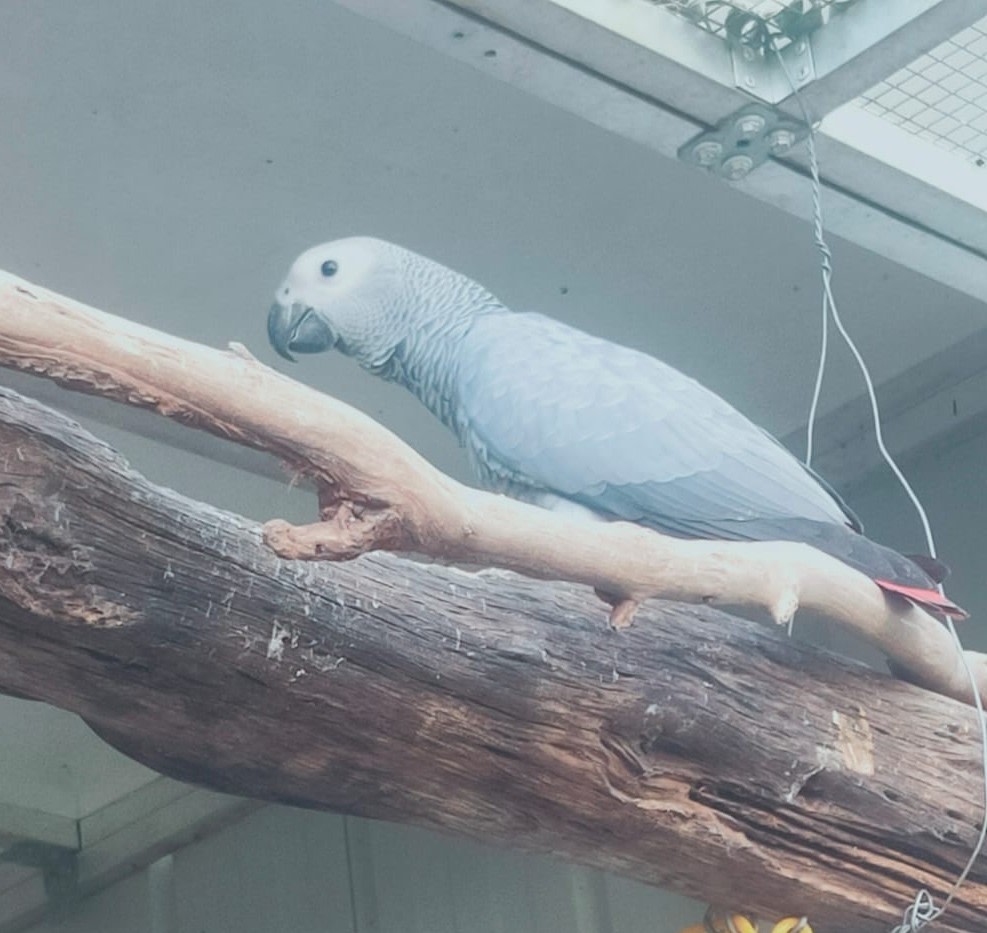 Grey Parrot Parakeets For Sale Gumtree African Grey Birds Gumtree