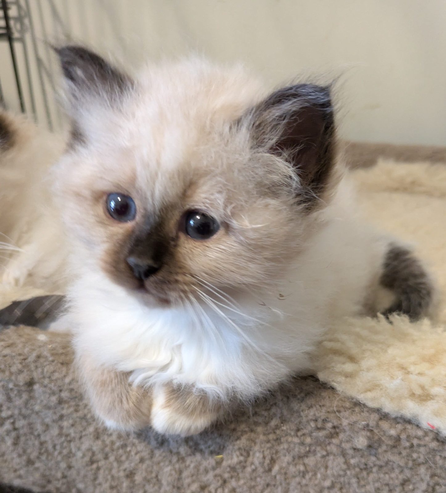 Blue Tabby Point Birman Kitten Birman Mix Kittens Seal Blue