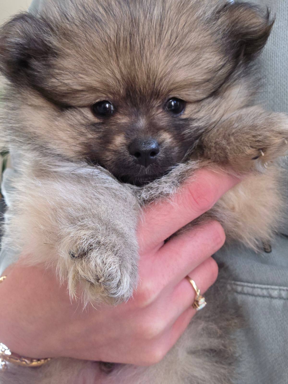 Dog Puppy Gumtree Pomeranian For Sale Teacup Pomeranian Papillon
