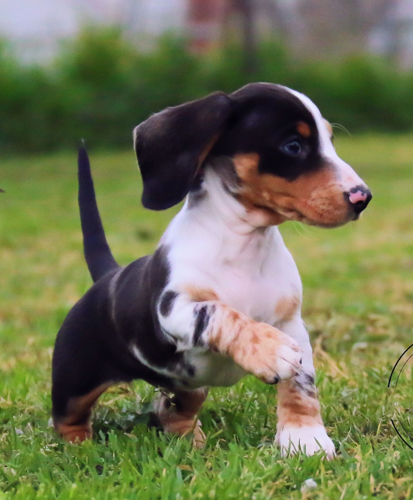 Full Grown Female Mini Dachshund Dachshund Docked Tail Female Mini
