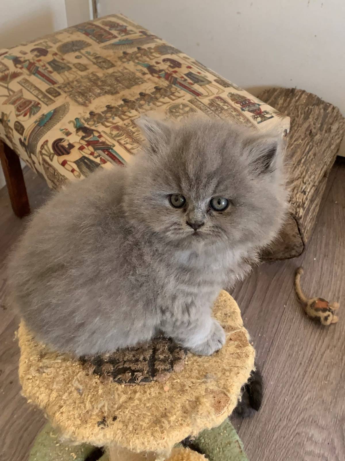 Bsh Kittens Persian Cat Gumtree British Shorthair Cats Kittens For