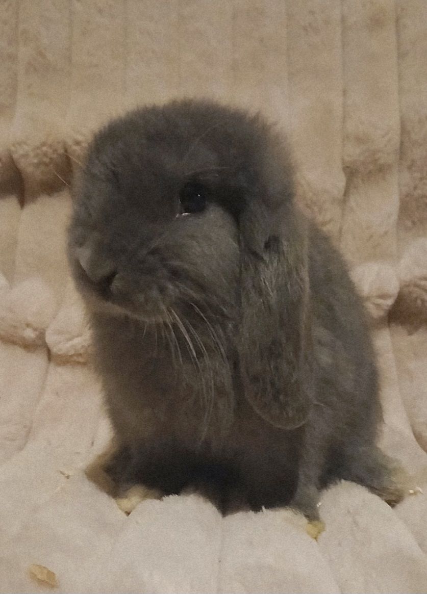 dwarf rabbits and mini lops Rabbits Gumtree Australia Gawler