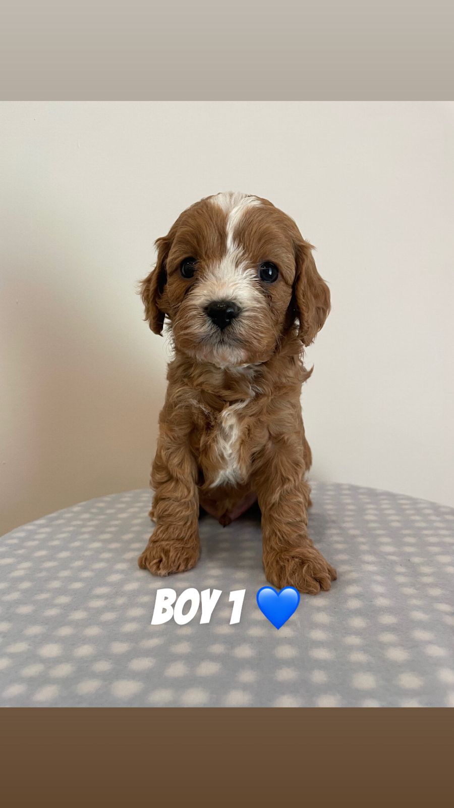 F1 Toy Cavoodle Puppies Dogs Puppies Gumtree Australia