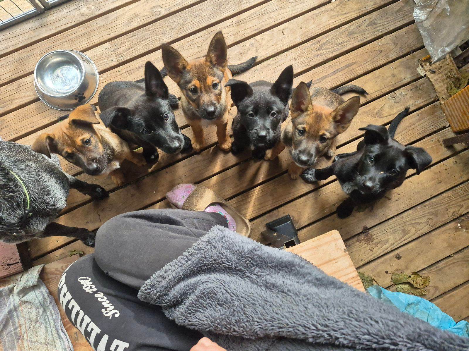 Dark Sable Belgian Malinois Puppies Malinois Dog Breed Owning A