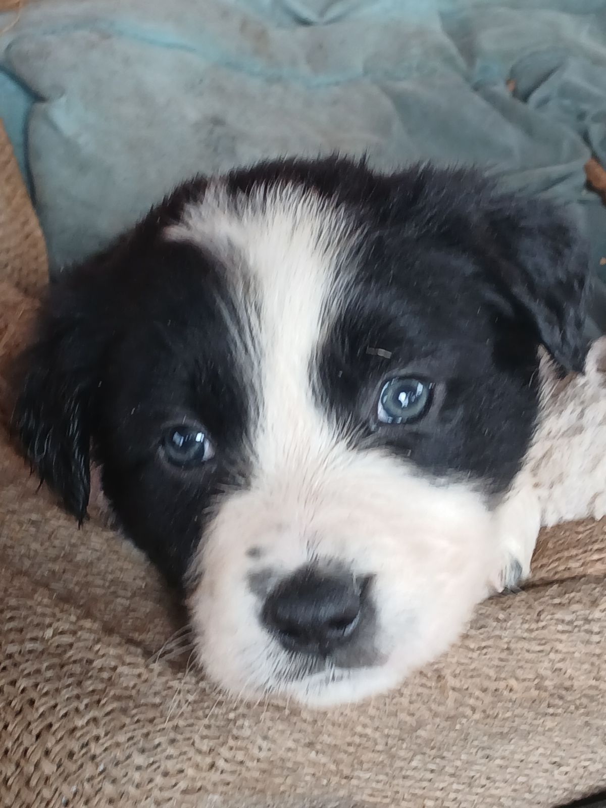 Shepherd Dog Black And White Sheepdog Puppy English Sheepdog Black