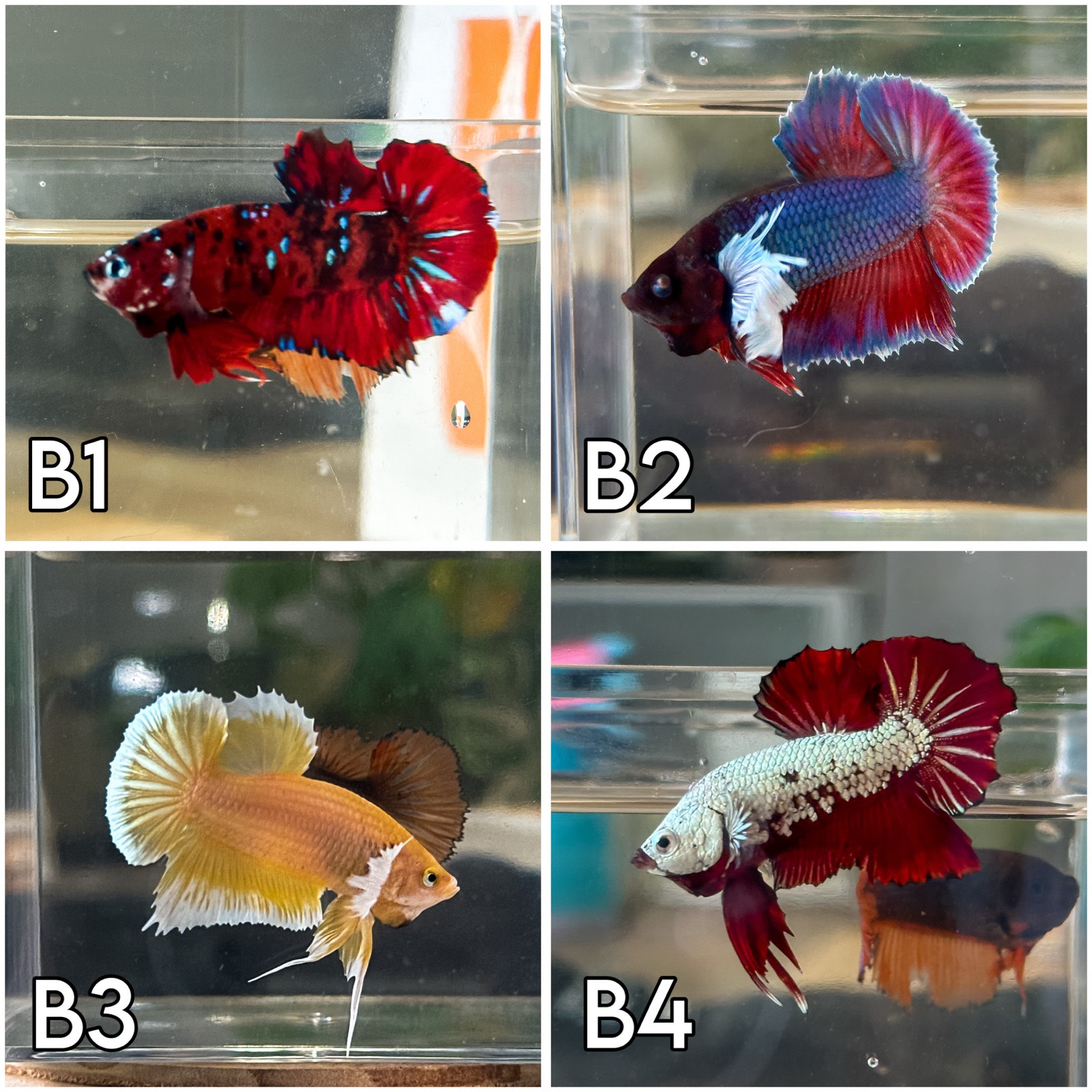 Siamese Fighting Fish Gumtree Betta Fish Betta Fish Male And