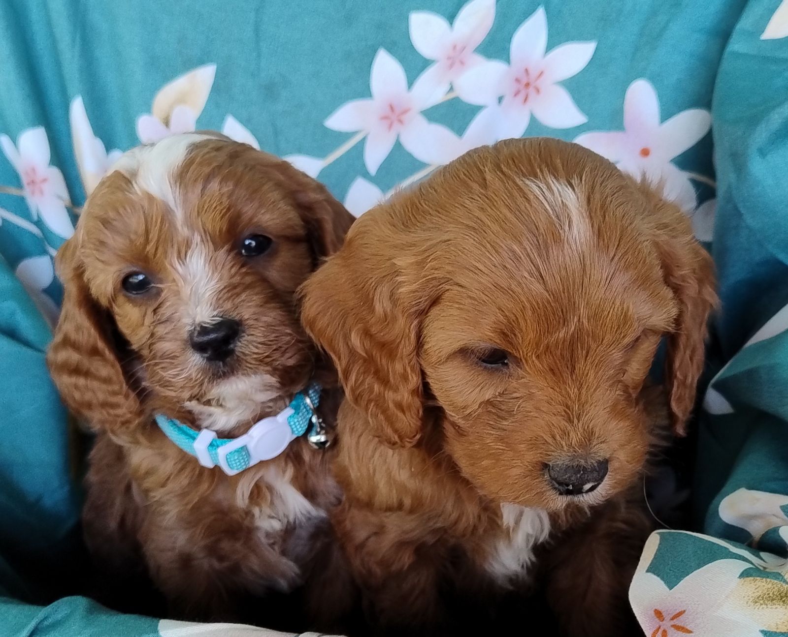 Cavapoo Puppies Gumtree Cavoodle Puppies Stunning F1 Ruby